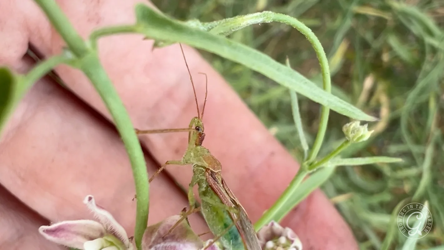 A green leafhopper assassin bug adult on a plant being held in a persons hand.