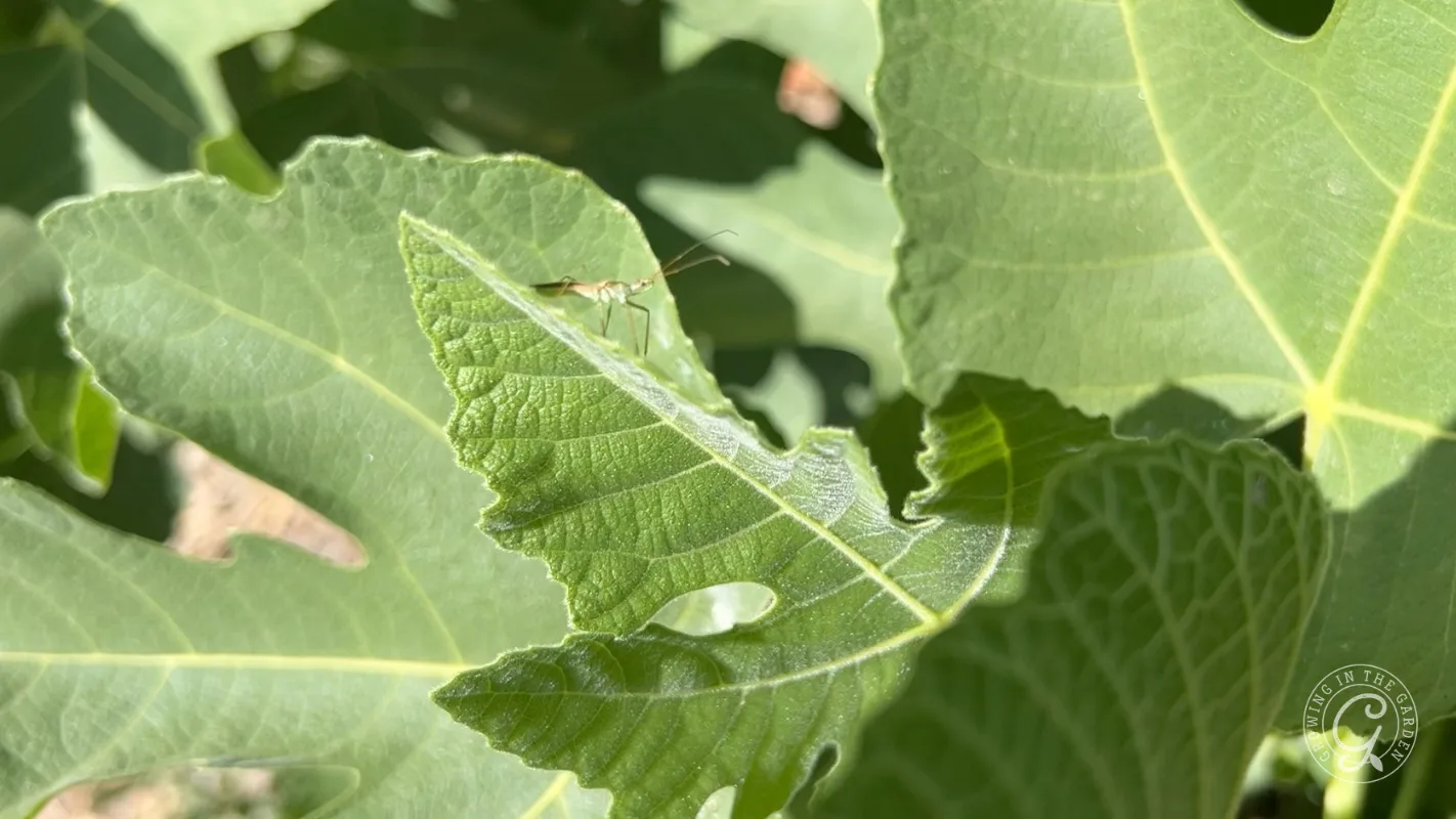 A slender, light-colored leafhopper assassin bug adult rests on a green fig leaf.