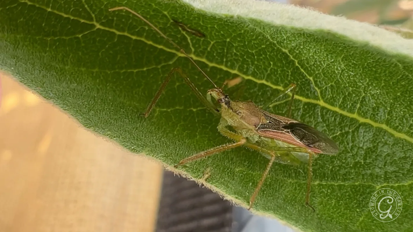 A leafhopper assassin bug on the hunt on a green leaf 