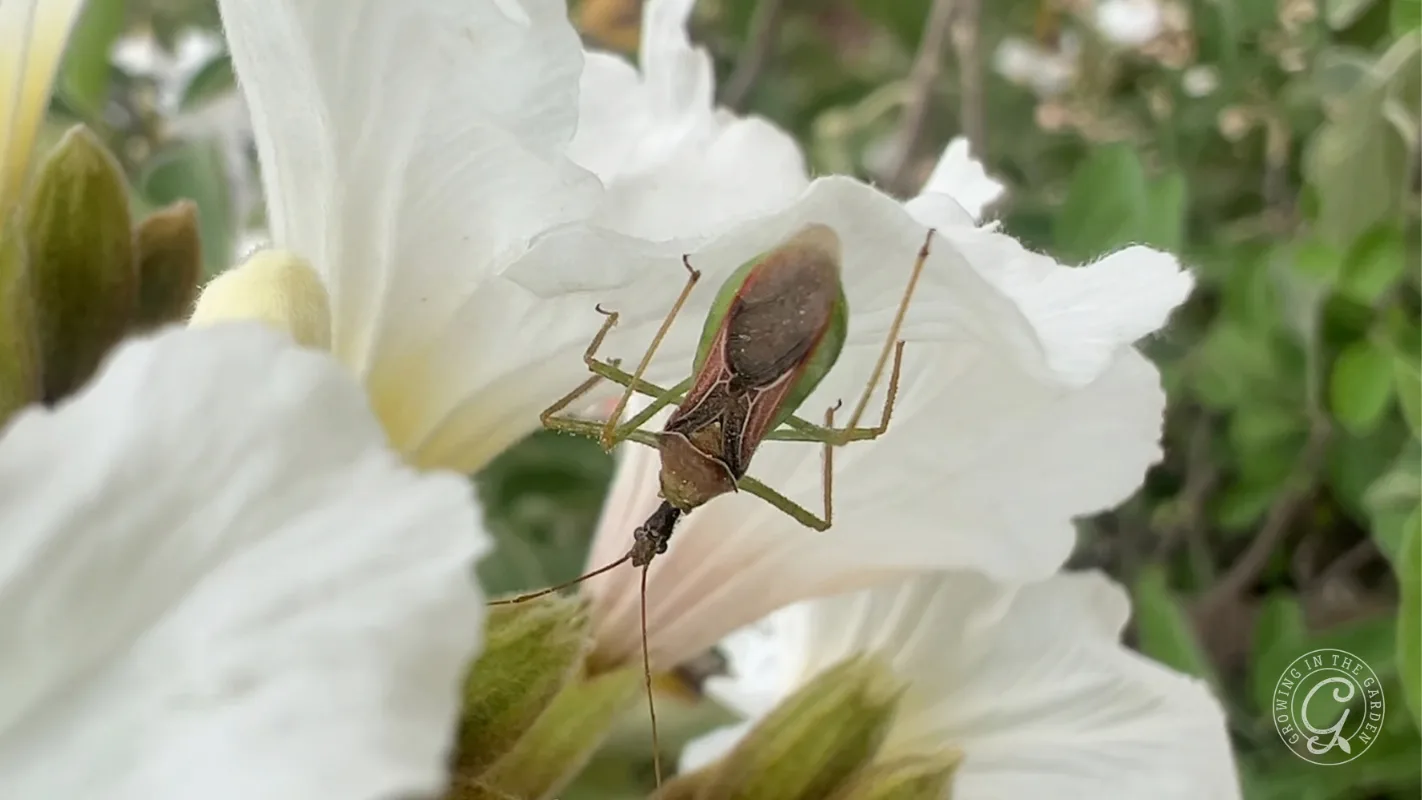 A green and brown leafhopper assassin bug adult female looking for a spot to lay eggs.