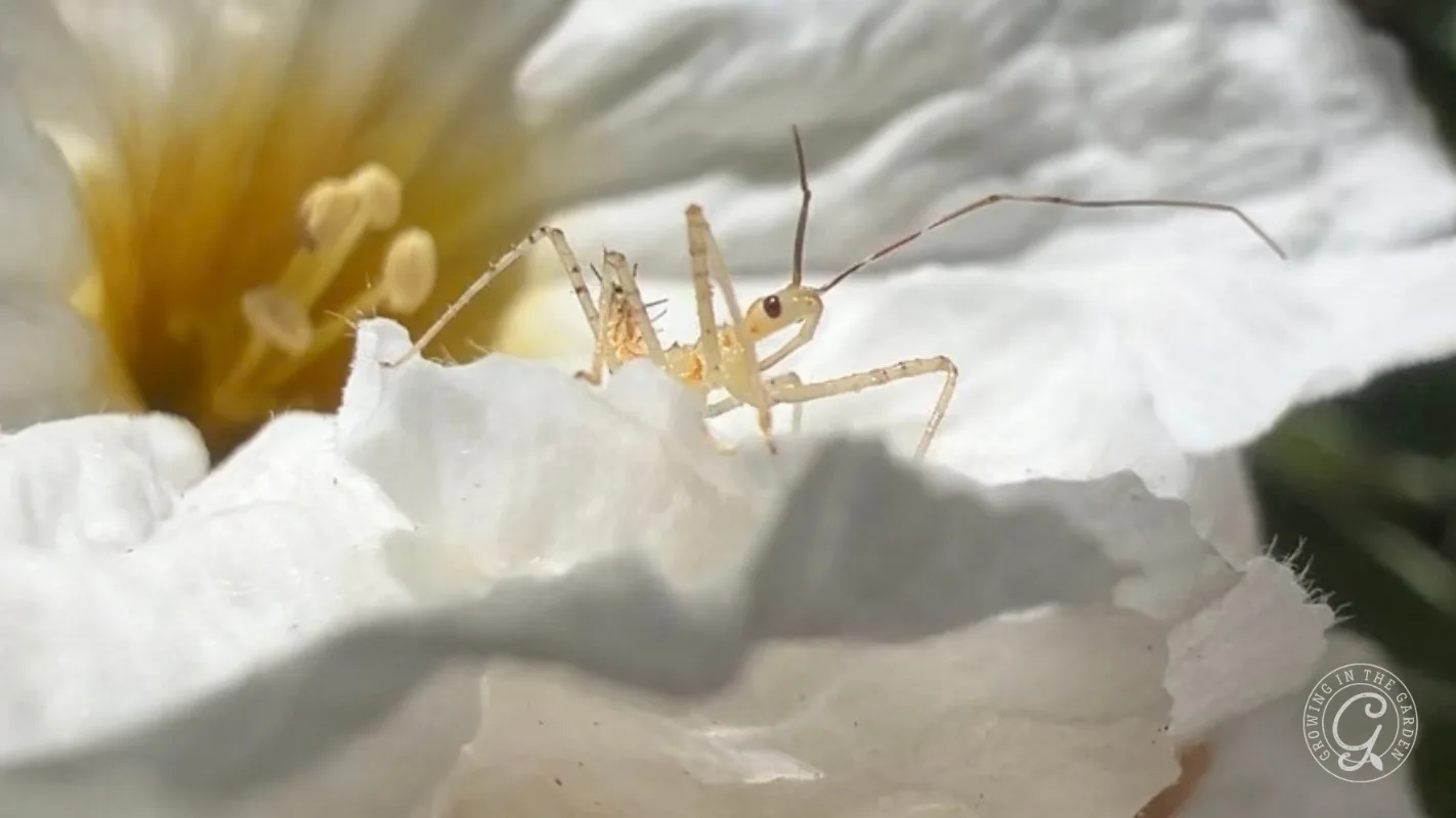 A pale leafhopper assassin bug nymph insect resting on a white flower.