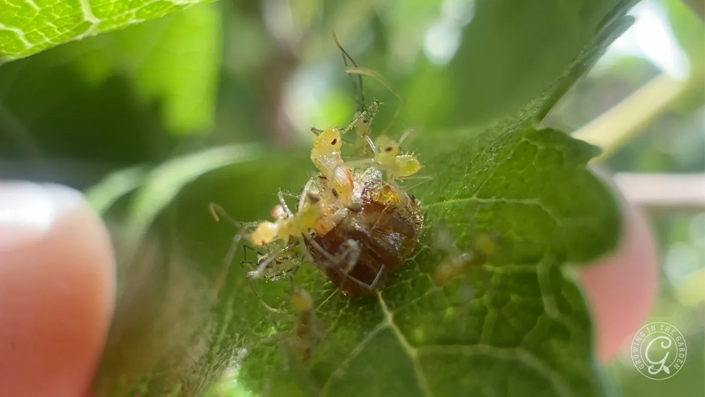 A group of small, pale leafhopper assassin bug nymphs emerging from their brown, oval-shaped egg cluster on a green leaf.