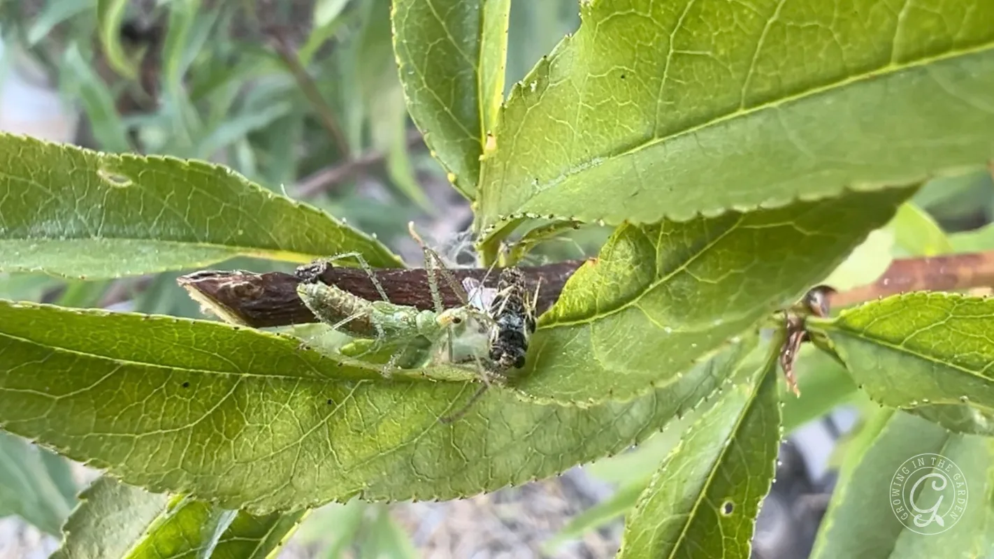 A green leafhopper assassin bug nymph eating a bee on a leaf.