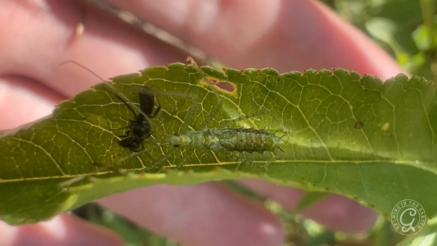 A green leafhopper assassin bug nymph eating a small black insect on a leaf.