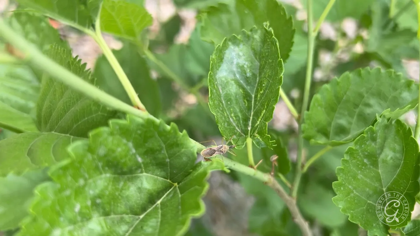 A small, light brown leafhopper assassin bug adult hunting on mulberry trees.