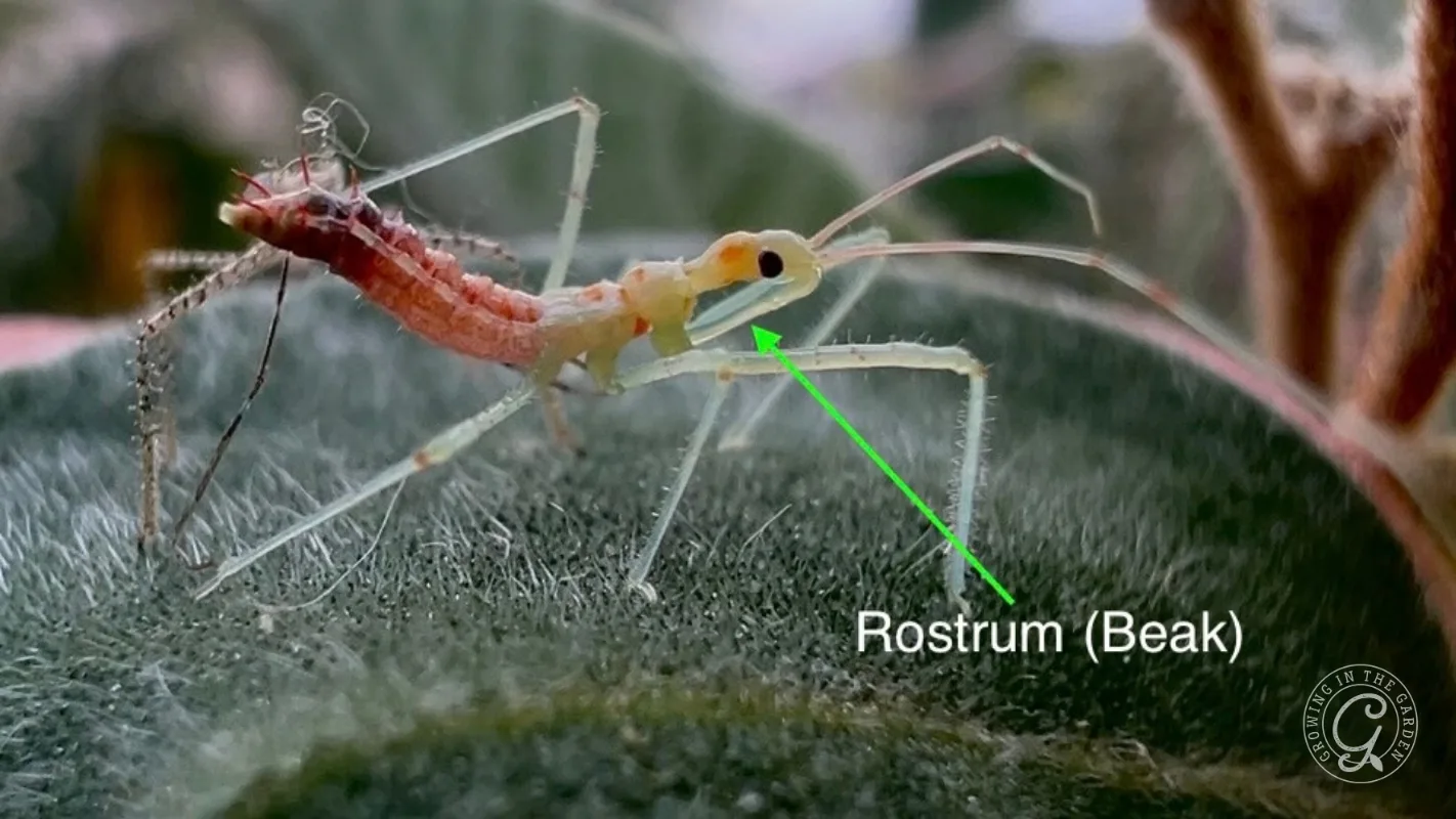 Leafhopper assassin bug nymph clearly showing off its rostrum.