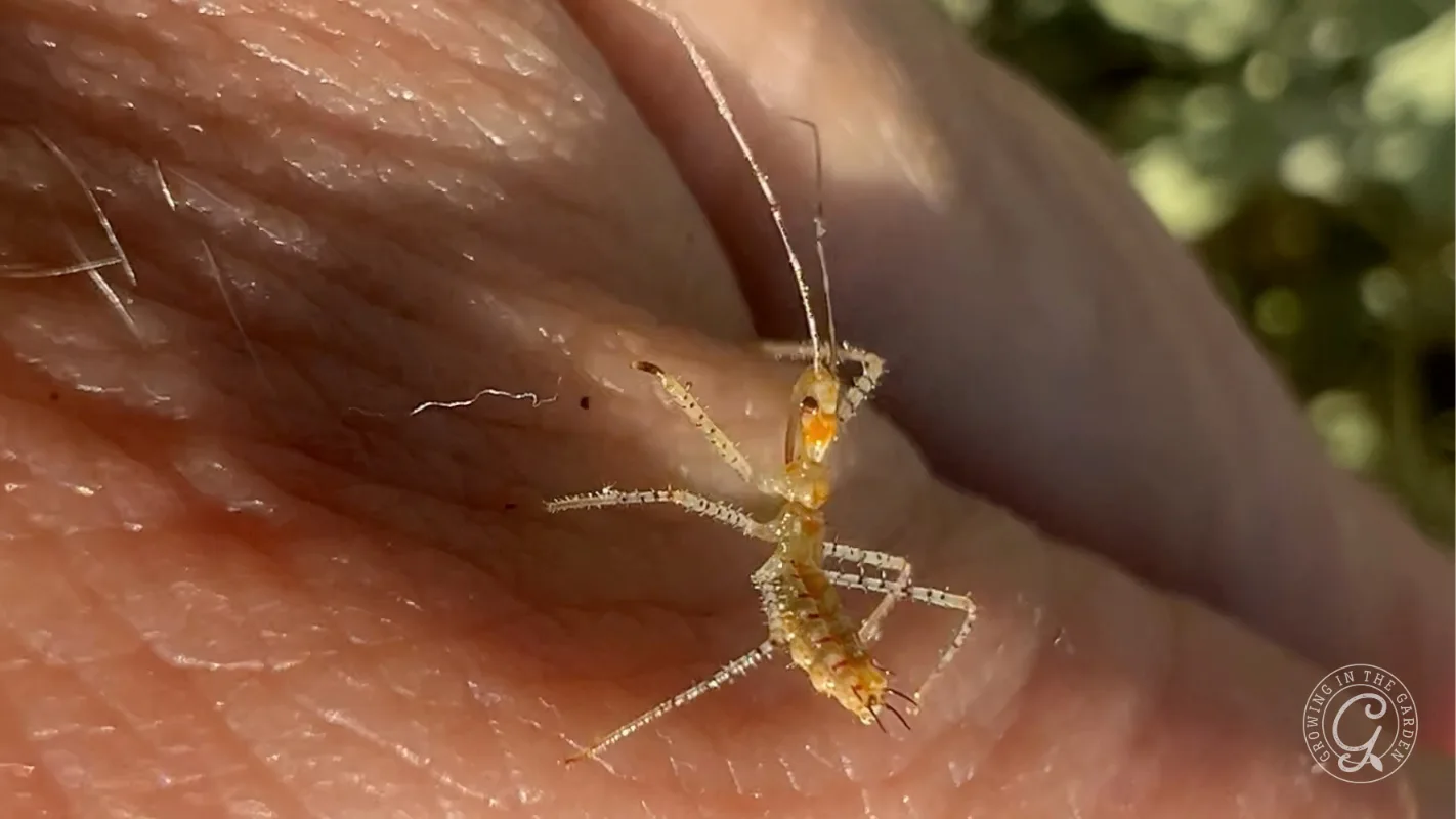 A leafhopper assassin bug nymph crawling on a persons thumb.