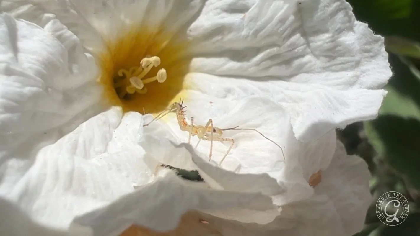 A light-colored assassin bug nymph resting on a white flower.