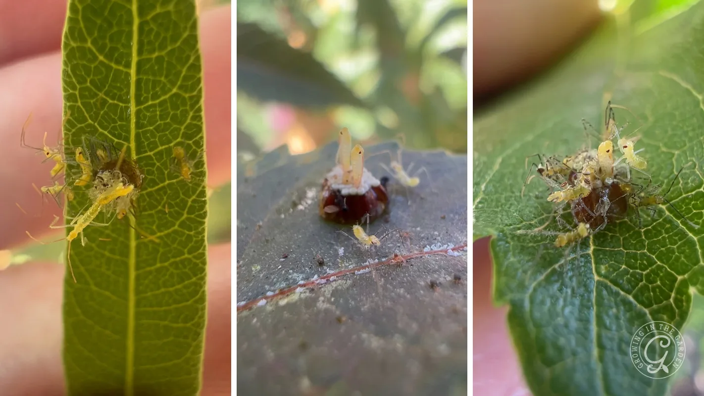 Three close-up images of tiny, pale leafhopper assassin bug nymphs emerging from their egg clusters.