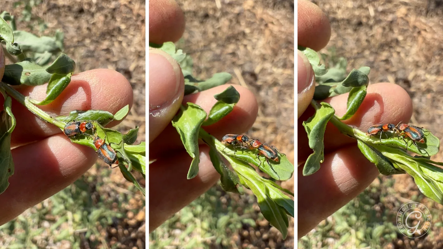 Fingers holding a green plant stem with two small orange and black beetles on the leaves.