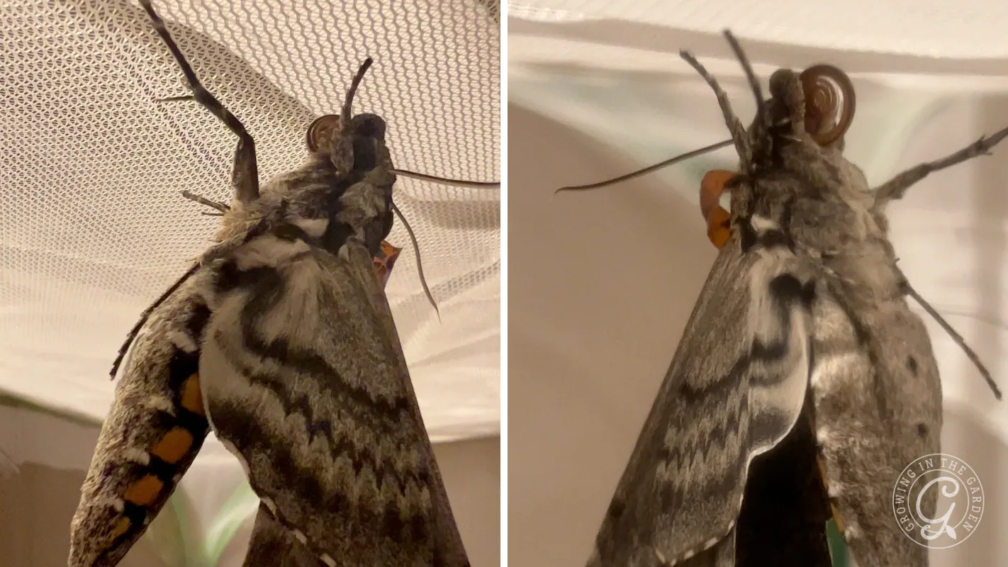Close-up of a large moth with curled proboscis, resting on a mesh surface, shown from two angles.