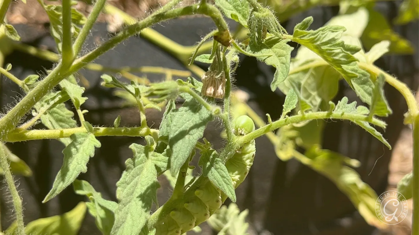 A green caterpillar camouflages among tomato plant leaves in bright sunlight.