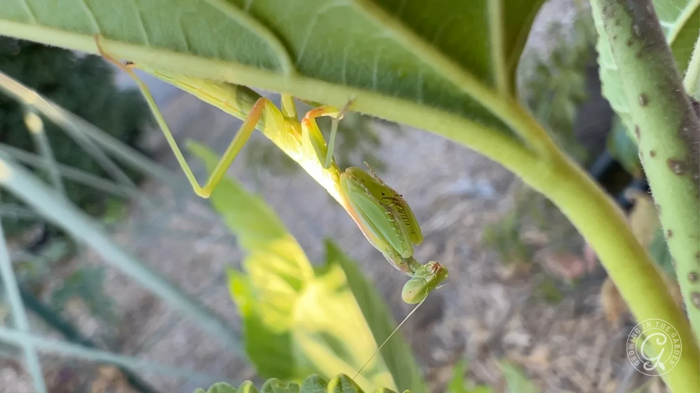 A green praying mantis clings to the underside of a large leaf.