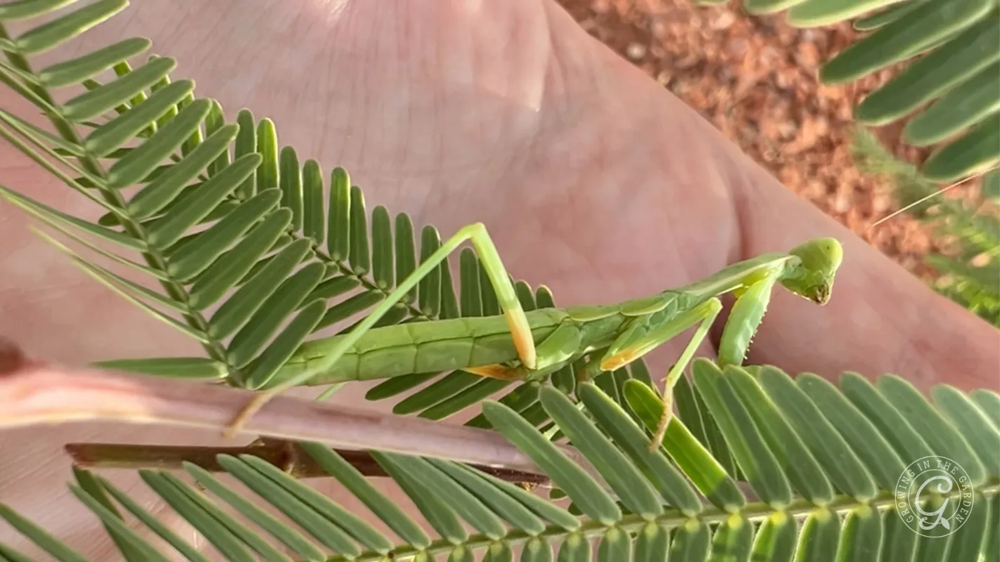 A green praying mantis perched on a fern leaf held in a persons hand.