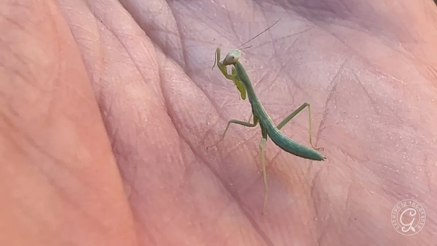 A small green praying mantis resting on a persons palm.