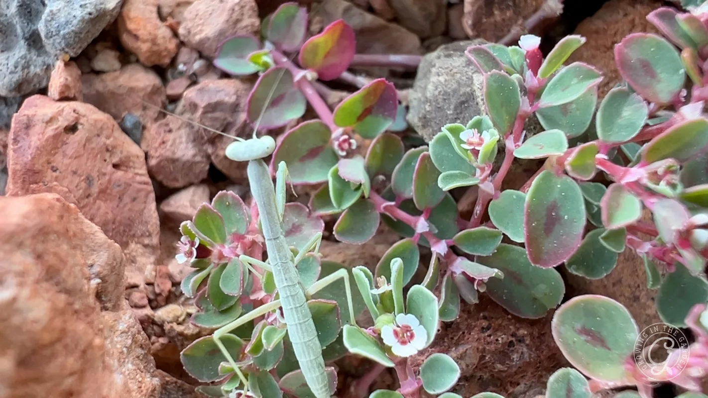 A pale green praying mantis perched on a low-growing plant with small white flowers among rocks.