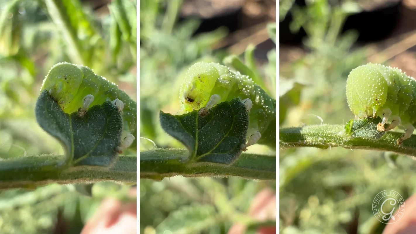 Close-up of a green, dew-covered caterpillar curled on a leaf, shown from three different angles.