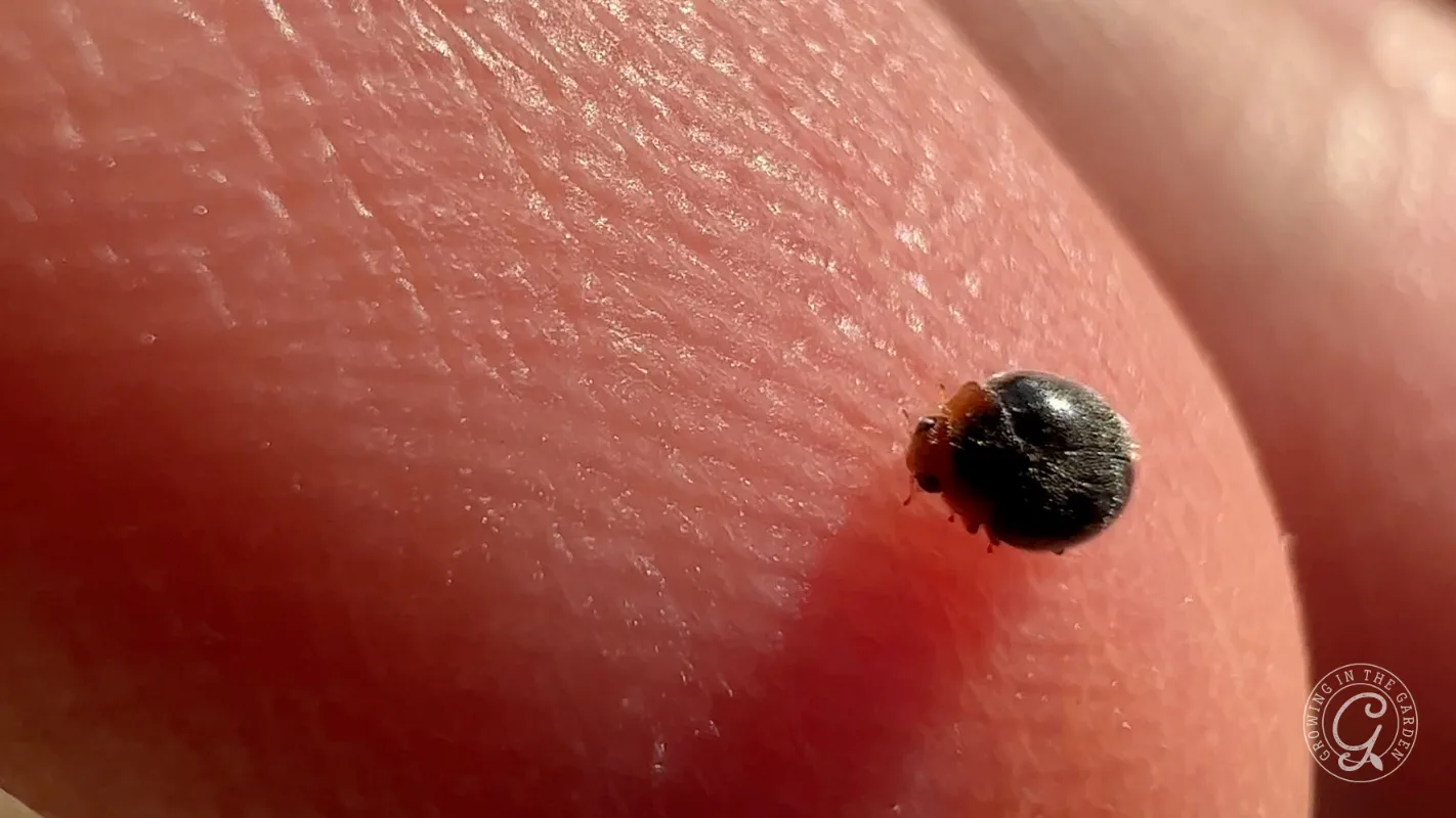 A small, black scymnus beetle walking on a human fingertip.