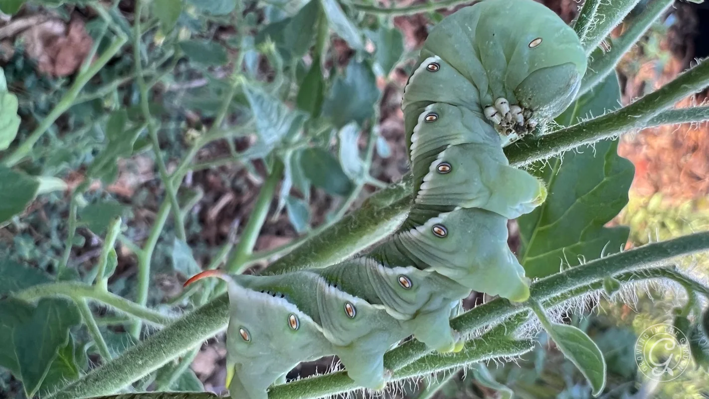 A large green caterpillar with white spots clings to a fuzzy green plant stem among leaves.