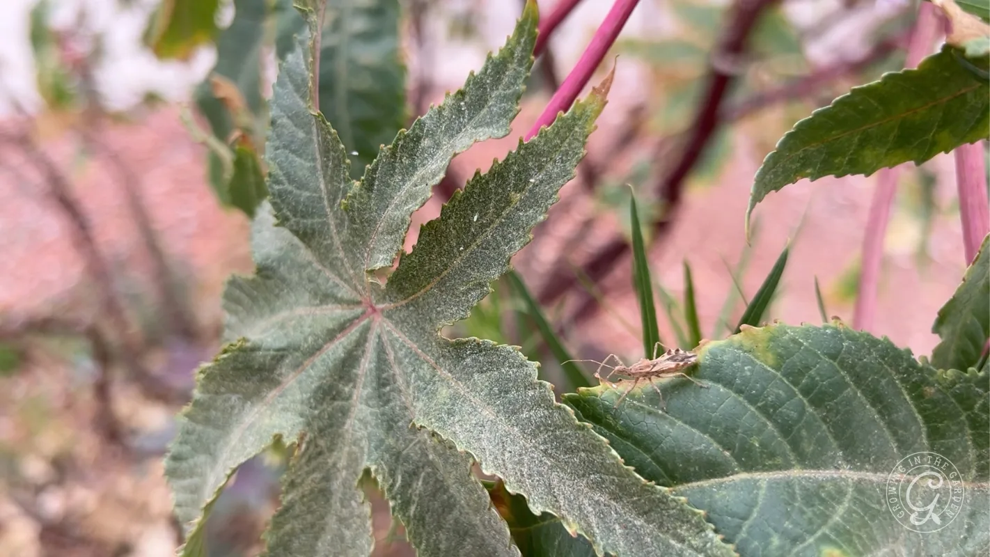 A Spined assassin bug adult sits blending in on a castor bean leaf.