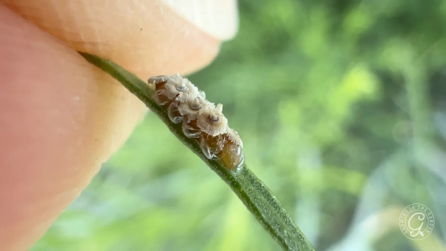 A human finger holding a green blade of grass with a row of insect eggs attached to it.