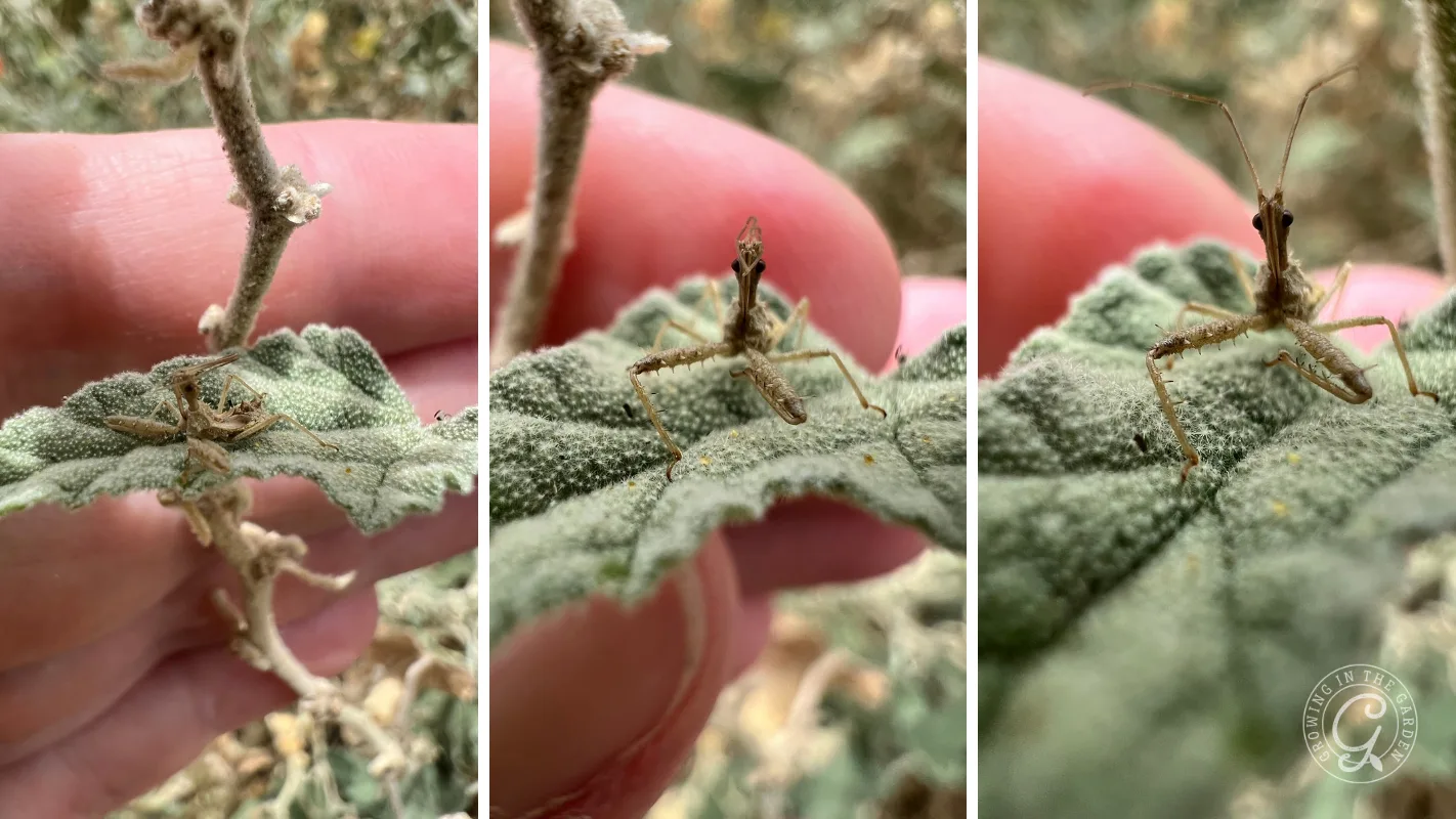 Three close-up views of a Spined assassin bug nymph with long legs resting on a fuzzy green leaf.