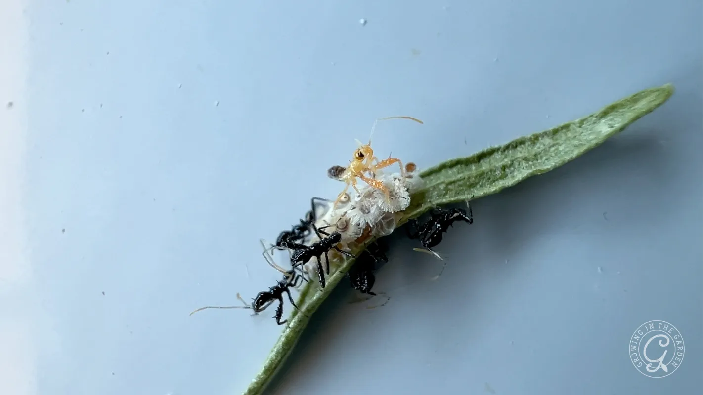 Spined assassin bug nymphs emerging from their egg cluster.