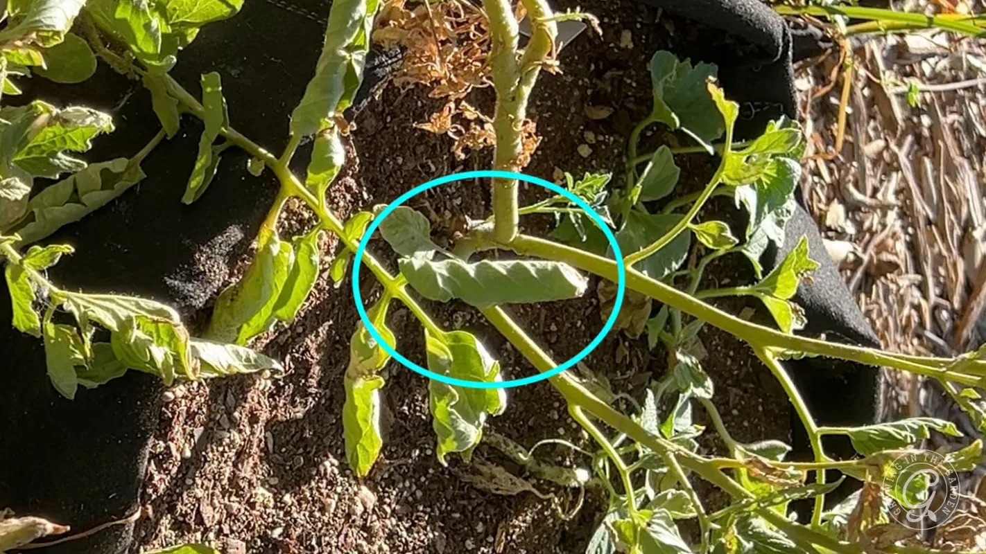 Tomato plant with curled leaves circled in blue, showing signs of possible leaf curl disease.