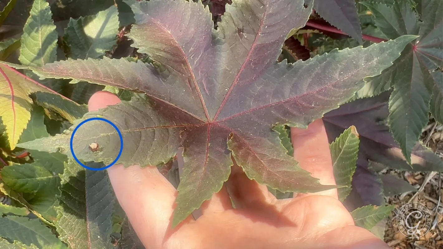 A hand holds a dark, star-shaped leaf with a cluster of leafhopper assassin bug eggs circled in blue.