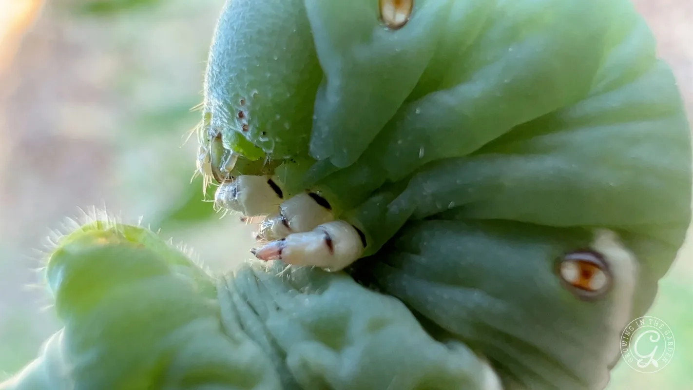 Close-up of a green caterpillar showing its fuzzy body, legs, and textured skin in natural light.