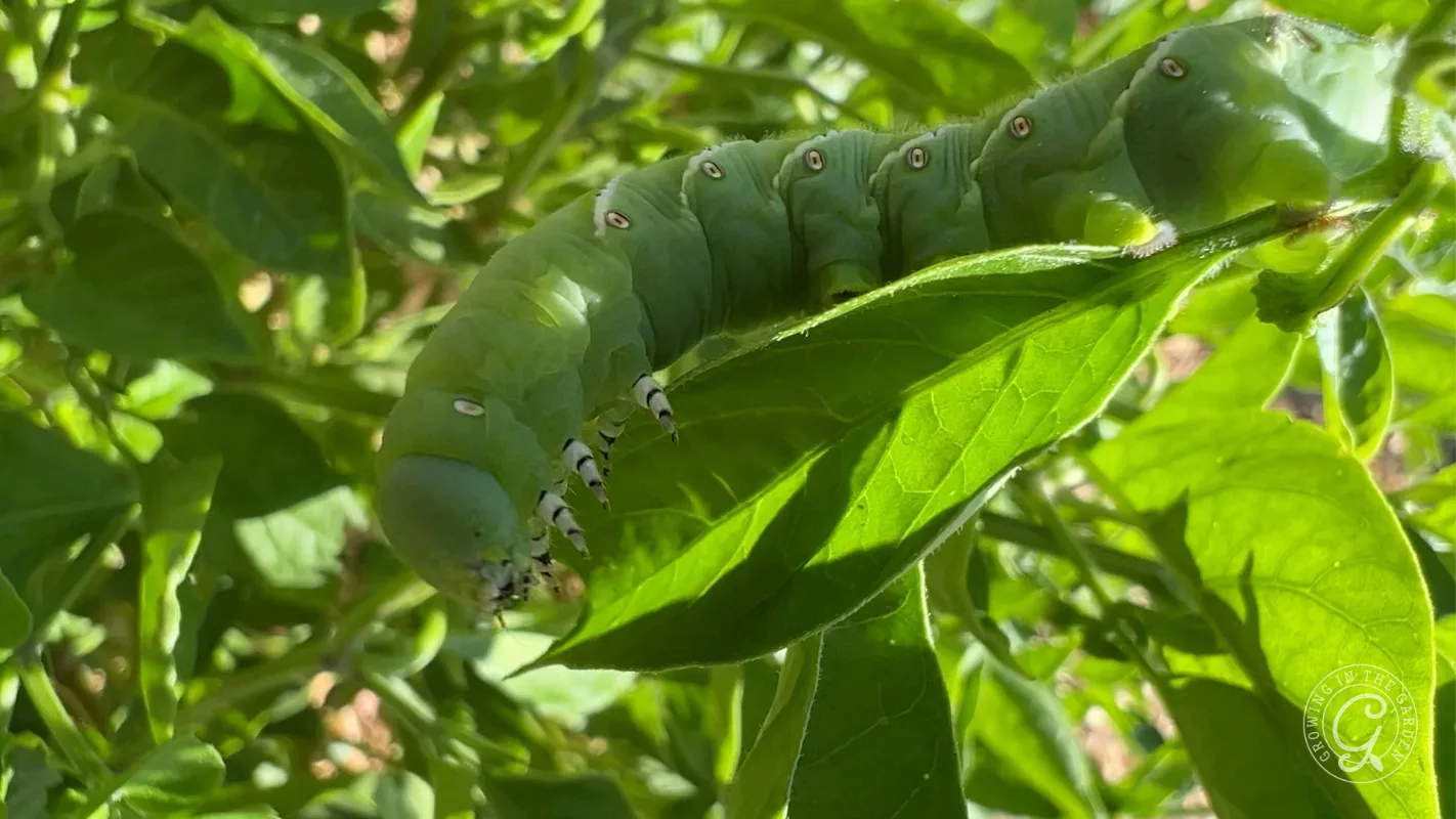 A large green caterpillar rests on a leafy plant, surrounded by sunlight and green foliage.