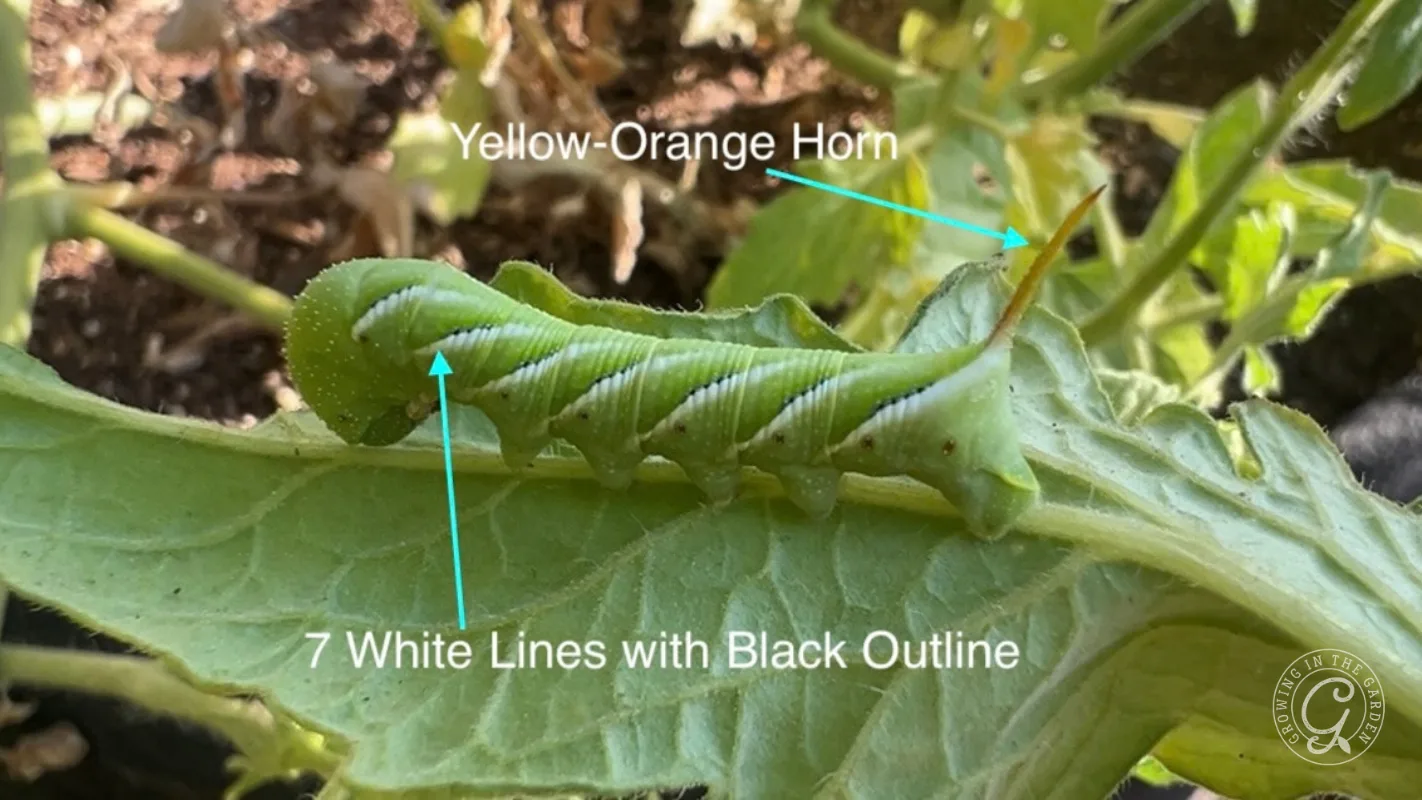 Green caterpillar on a leaf, labeled with yellow-orange horn and 7 white lines outlined in black.