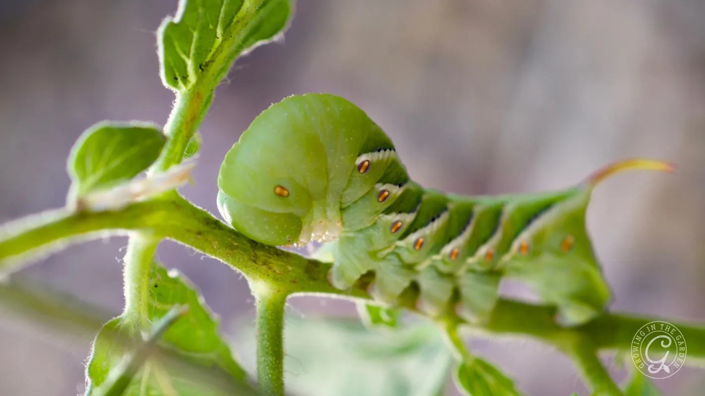A green caterpillar with white stripes and orange spots eating a leafy plant stem.