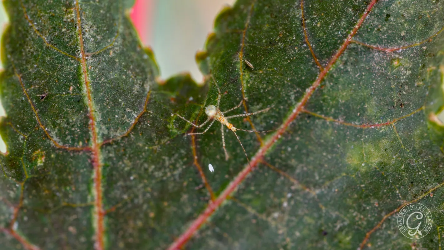 A small, two-week old leafhopper assassin bug nymph with long, spindly legs on a green leaf.