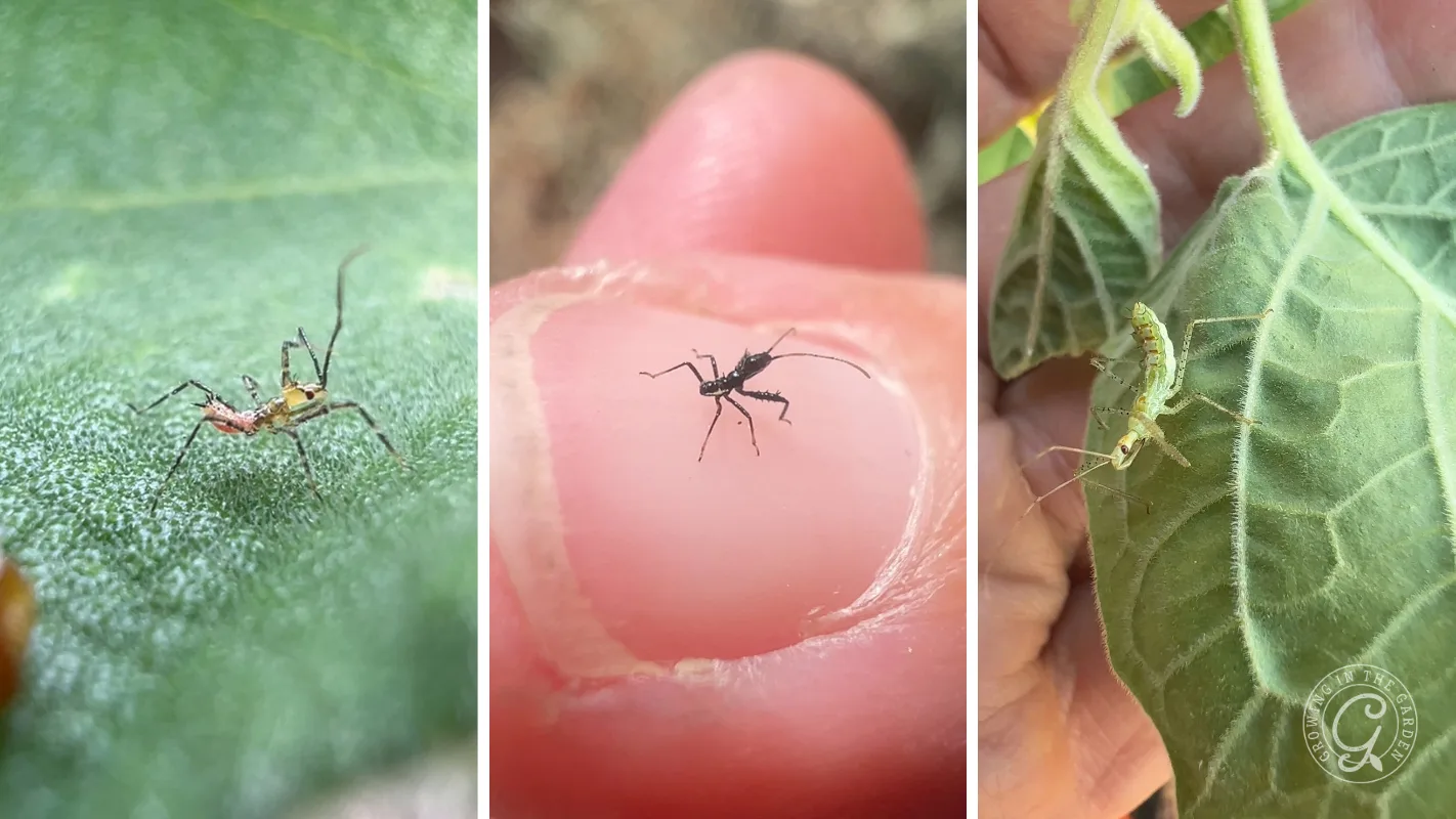 Three panels showing different stages of a small, slender assassin bugs with similar posturing.