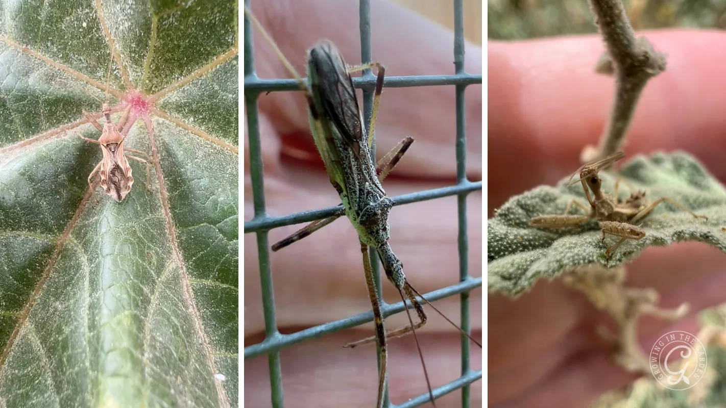 Three close-up photos of assassin bugs on leaves and a wire mesh.